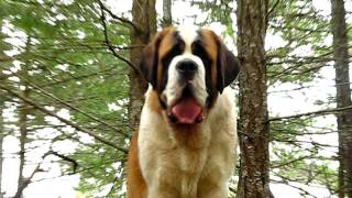 Lasquites Saint Bernards [upl. by Nojed]