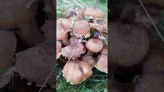 Václavka obecná🌲Armillaria Mellea vs Šupinovka kostrbatá🍄🙂 Pholiota Squarrosa [upl. by Ennairb903]