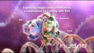 Peroxisome proliferator Activated Receptor [upl. by Latrell584]