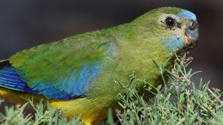 Turquoise Parrot – Capertee Valley [upl. by Ameer]