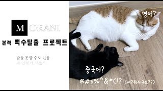 Morani 취업이라니2 스펙이라도 만들어볼까 [upl. by Ellehcal]