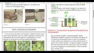 92Séparation des pigments chlorophylliens [upl. by Daryle]