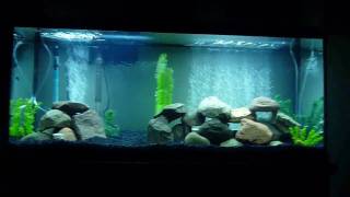 New 55 Gallon African Cichlid Aquarium [upl. by Foy]