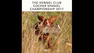 2017 Cocker Spaniel Championship  video clip [upl. by Eachelle]