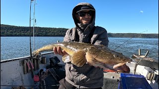 Mulloway Flathead Hairtail amp Hammerhead Hawkesbury River [upl. by Butte730]