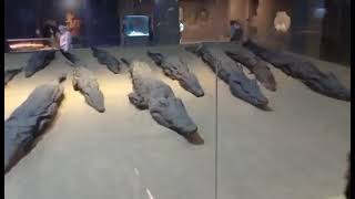 Mummified crocodiles [upl. by Aihcila]