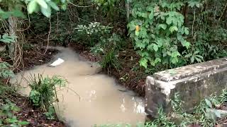 TAMAN NASIONAL GAJAH WAY KAMBAS LAMPUNG TIMURSEPANJANG JALAN HUTAN ASLI DAN GAJAH YANG BISA JOGET [upl. by Acissj]