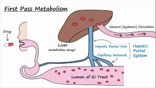 Bioavailability and First Pass Metabolism [upl. by Woolcott]