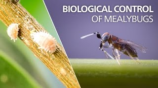 Biological control of mealybugs  Anagyrus vladimiri [upl. by Erhard]