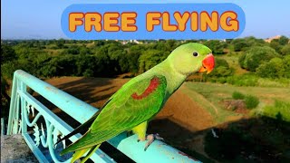 Parrot Free Flight Training  Alexandrine ParrotParakeet [upl. by Abbot]