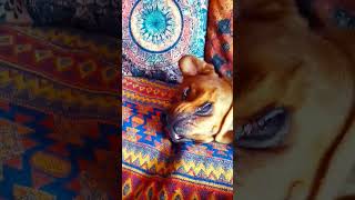 JEALOUS DOG WONT LET ME STROKE CAT🤣 SHARPEIROTTWEILER CROSS shorts sharpei cute funny dogs [upl. by Nadbus]