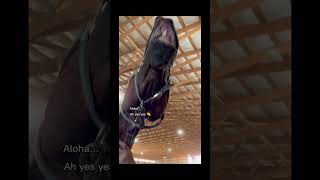 Bays do it best bayhorse gelding polebending barrelracing equestrian horse [upl. by Ahcsim]