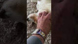 Husky mix doglover cute pets home [upl. by Chloras]