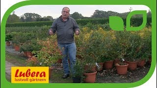 Der Vorteil grosser Pflanzen bei Heidelbeeren [upl. by Rhea]