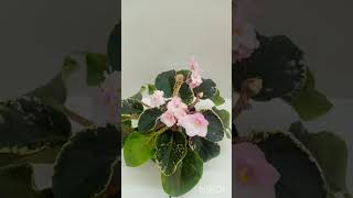 Lela Marie african violet plant variety saint paulia [upl. by Rossi]