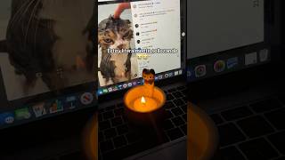 Es tan adorable 🥺💞 gatos velas amantedelosgatos amantedelasvelas [upl. by Eicram142]