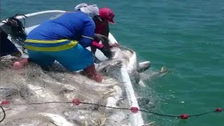 Amazing Gill Net Fishing Line Videos  Amazing Catch Hundreds Tons of Fish on The Sea [upl. by Edorej]