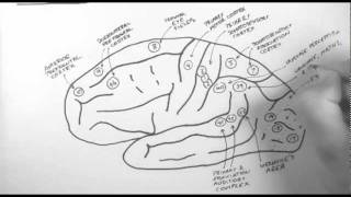 Brain Anatomy 2  Functional Cortical Anatomy Lateral Surface [upl. by Nilrah]