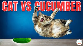 Cats Vs Cucumbers Why Are Cats Scared Of Cucumbers [upl. by Aurilia279]