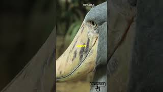 The shoebill ، The bird that looks like a dinosaurshorts wow shoebill [upl. by Jenni]