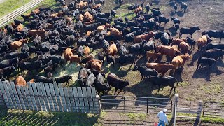 Real Life Cattle Ranching [upl. by Asirahc]