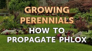 How to Propagate Phlox [upl. by Enobe]