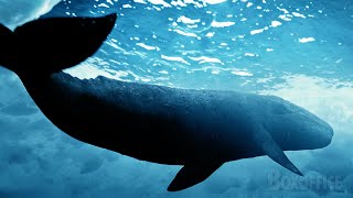 quotBam Bamquot the whale last goodbye  Big Miracle  CLIP [upl. by Suelo]