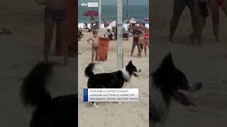 Brazilian dog becomes footvolley star [upl. by Geoffry]