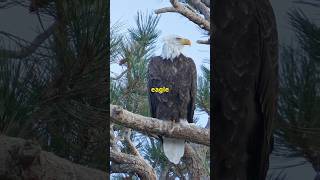 quotThe Majestic Bald Eagle Natures Iconquot wildlife [upl. by Bixby]