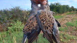 SORTİ GEÇİŞLERÜVEYİKLER BANA ÇARPACAKTI2 av günüDove hunt caza de palomas caccia alla colomba [upl. by Adriell]