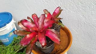 BR509  Pink Bromeliad  Mother Bromeliad with Baby  February 12 2024 [upl. by Ennoval]