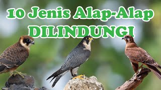 10 Jenis AlapAlap Falconidae yang Dilindungi [upl. by Lindell]