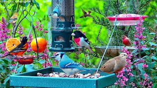 🔴LIVE Cottage Garden Bird Feeder Woodpeckers Hummingbirds Cardinals and baby fledgling birds [upl. by Acenes509]