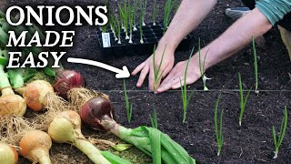 This is What Happens When You Regrow Onion Bottoms [upl. by Eva]