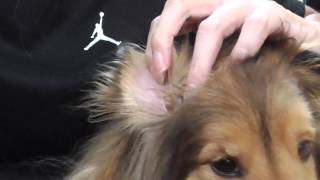 【可愛いシェルティ】犬の耳掃除。Cute SheltieDog ear cleaning [upl. by Cocke]