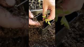 Transplanting TOMATO seedlings 🍅 shorts [upl. by Ailyt]