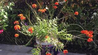 epidendrum radicans [upl. by Asilet]