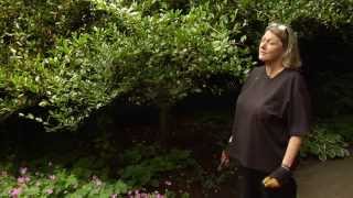 How to Prune a Sasanqua Camellia  Video Tutorials with Plant Amnesty [upl. by Dearr655]