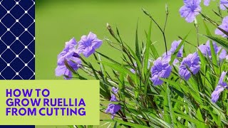 HOW TO GROW RUELLIA MEXICAN PETUNIA FROM CUTTING EASY WAY BEAUTIFUL BUSHY AND WORKS 100 [upl. by Nahgrom216]