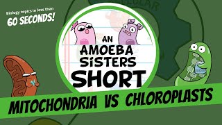 Mitochondria vs Chloroplasts  Amoeba Sisters Shorts [upl. by Ebenezer]