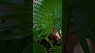 Livistona chinensis tropical plant Indoor decorating ideas trendingytshort school gardening [upl. by Ackerman]