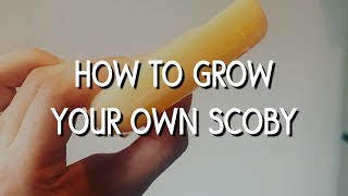 How to grow your own kombucha SCOBY [upl. by Hedwiga]