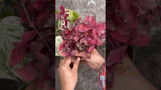 How to grow alternanthera loropetalum youtubeshorts shorts trending [upl. by Neehs281]