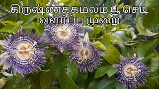 தெய்வீக மணம் வீசும் கிருஷ்ண கமலம் பூ செடி வளர்ப்பு முறை  Krishna Kamalam  Passion flower plant [upl. by Coppins]