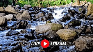 Amazing Mountain River Landscape Relaxing Water Sounds River Sounds for Sleeping Birds chirping [upl. by Suneya412]