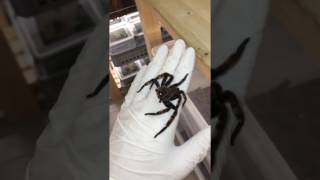 GIANT SPIDER  Heteropoda lunula [upl. by Eca602]