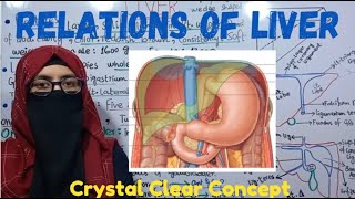 RELATIONS OF LIVER  PERITONEAL RELATIONS  VISCERAL RELATIONS  ayeshamedicaleducation [upl. by Aleira]