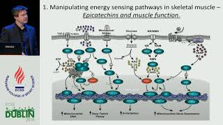 Nutritional strategies to enhance mitochondrial adaptation to endurance exercise [upl. by Htebazileyram]