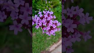 Verbena Bonariensis flowers nature flores jardin [upl. by Bethezel]