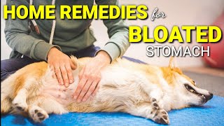 Home Remedies Para Sa Kabag Sa Tiyan Ng Aso At Pusa  Bloated Stomach 252 [upl. by Martsen147]